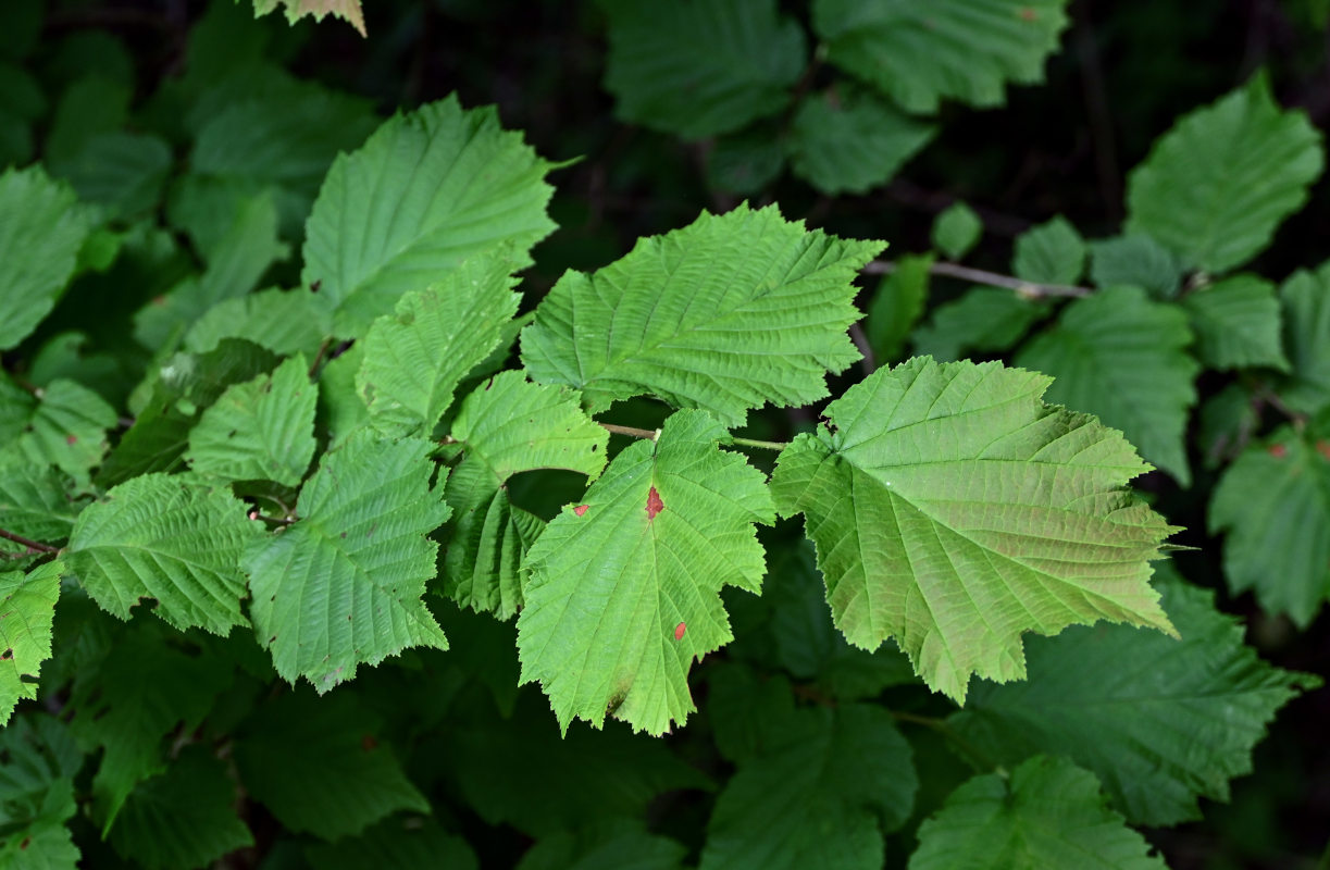 Image of Corylus avellana specimen.