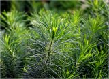 Euphorbia cyparissias