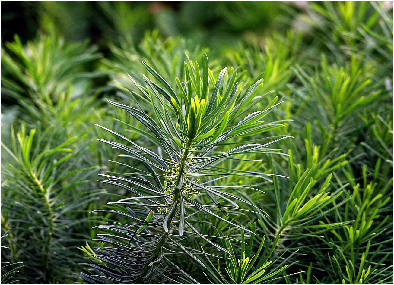 Изображение особи Euphorbia cyparissias.