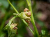 Ribes nigrum. Цветок и ось соцветия-кисти. Тверская обл., Кимрский р-н, 1,5 км севернее СНТ \"Чайка\", смешанный лес. 10.05.2023.