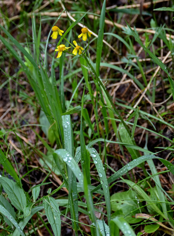 Изображение особи Tephroseris integrifolia.