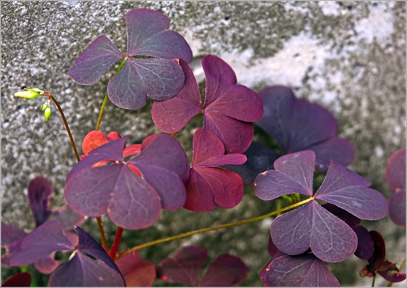 Изображение особи Oxalis stricta.