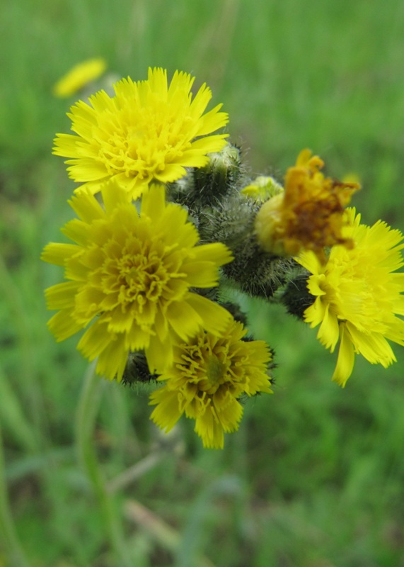 Изображение особи Pilosella vaillantii.