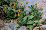 Calendula arvensis