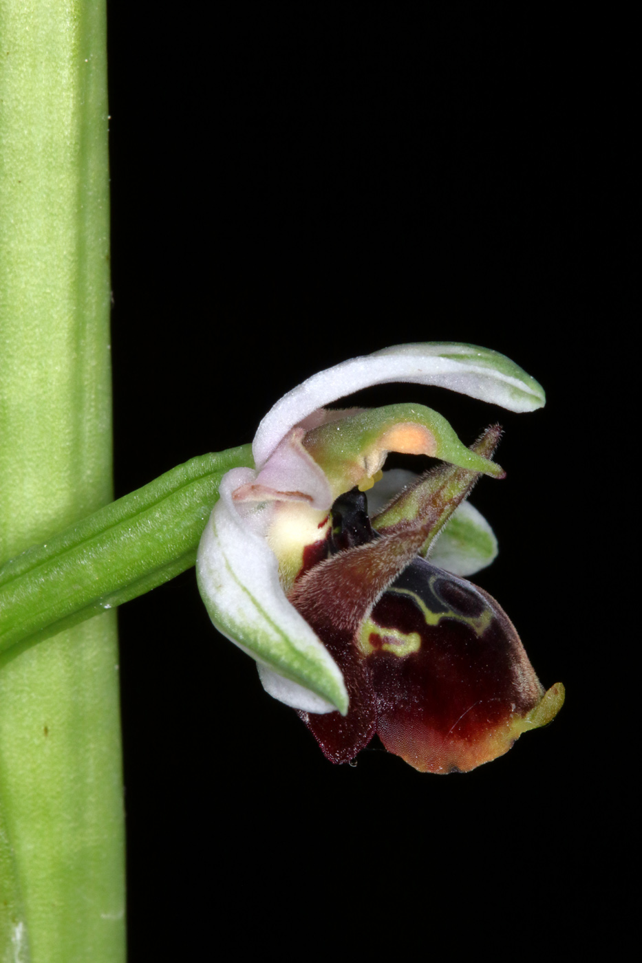 Изображение особи Ophrys oestrifera.