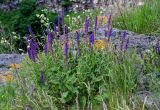 Salvia nemorosa. Цветущие растения в сообществе с Melandrium и Poaceae. Армения, обл. Лори, окр. с. Лори Берд, крепость Лори Берд, ≈ 1300 м н.у.м., каменистый участок лугового склона. 24.06.2022.