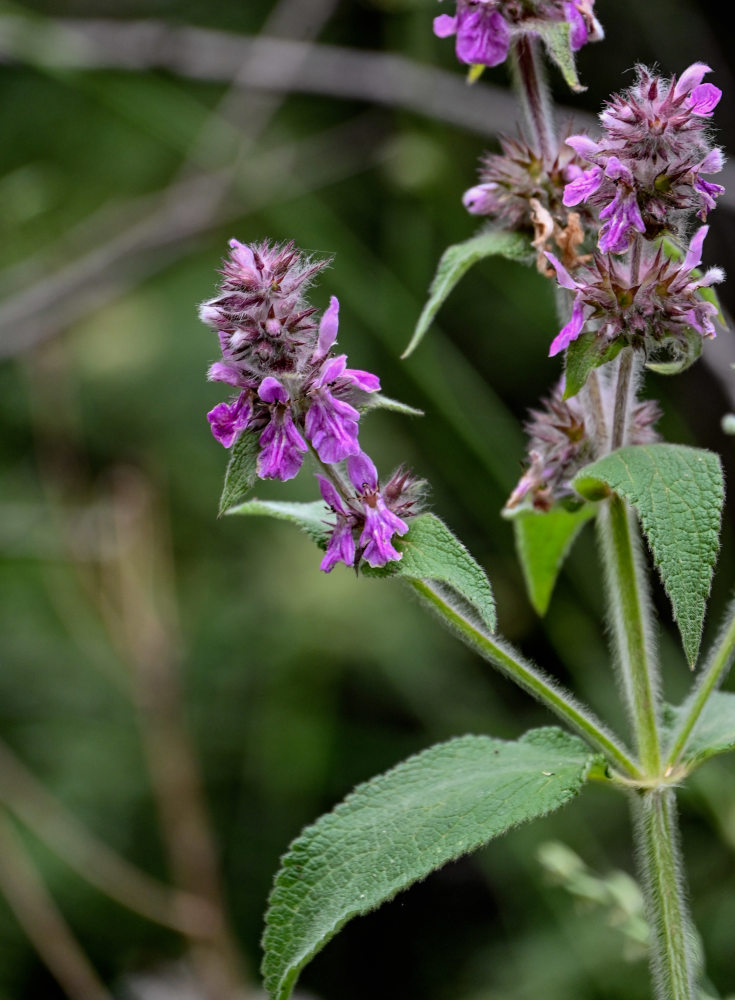 Изображение особи Stachys balansae.