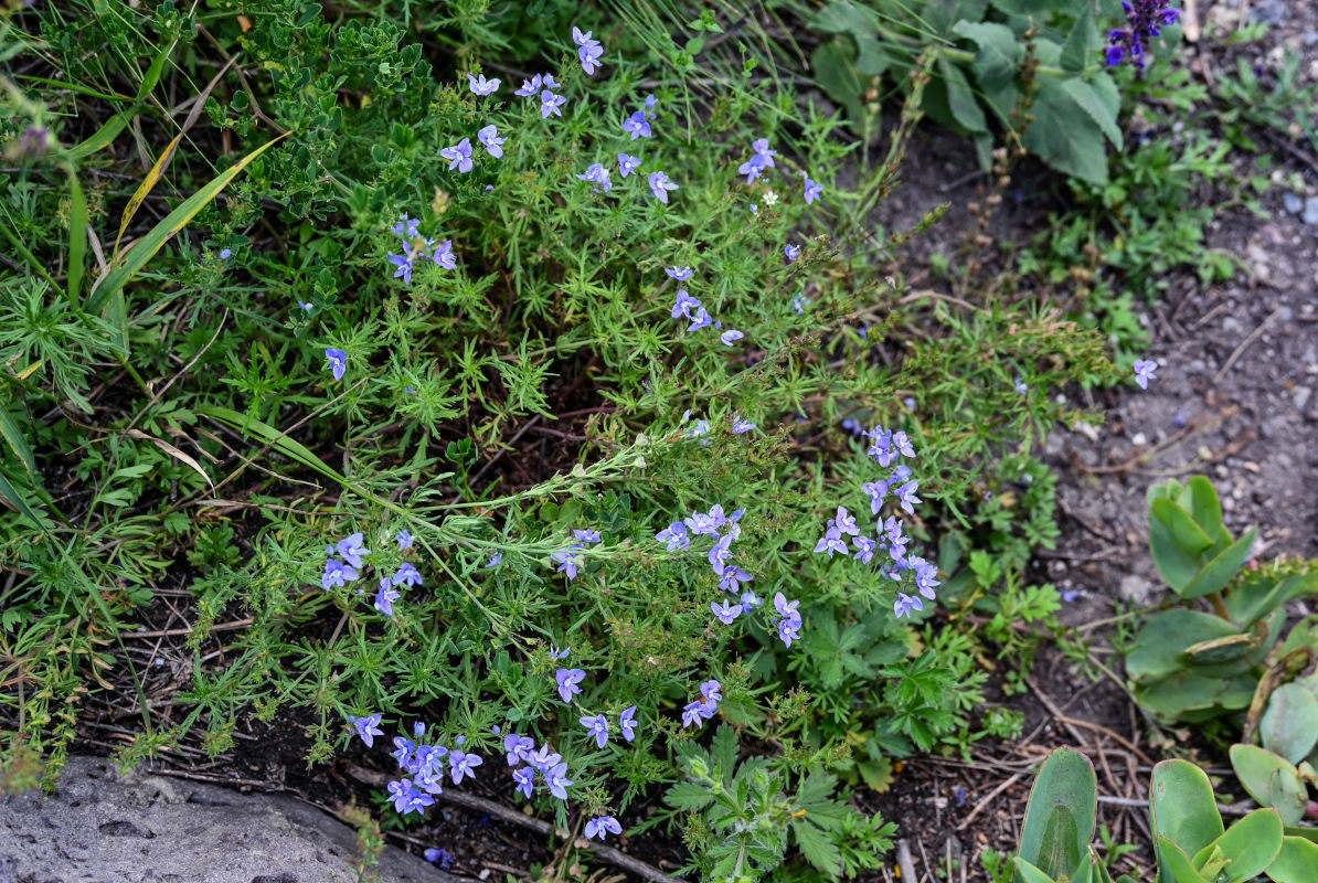 Изображение особи Veronica multifida.