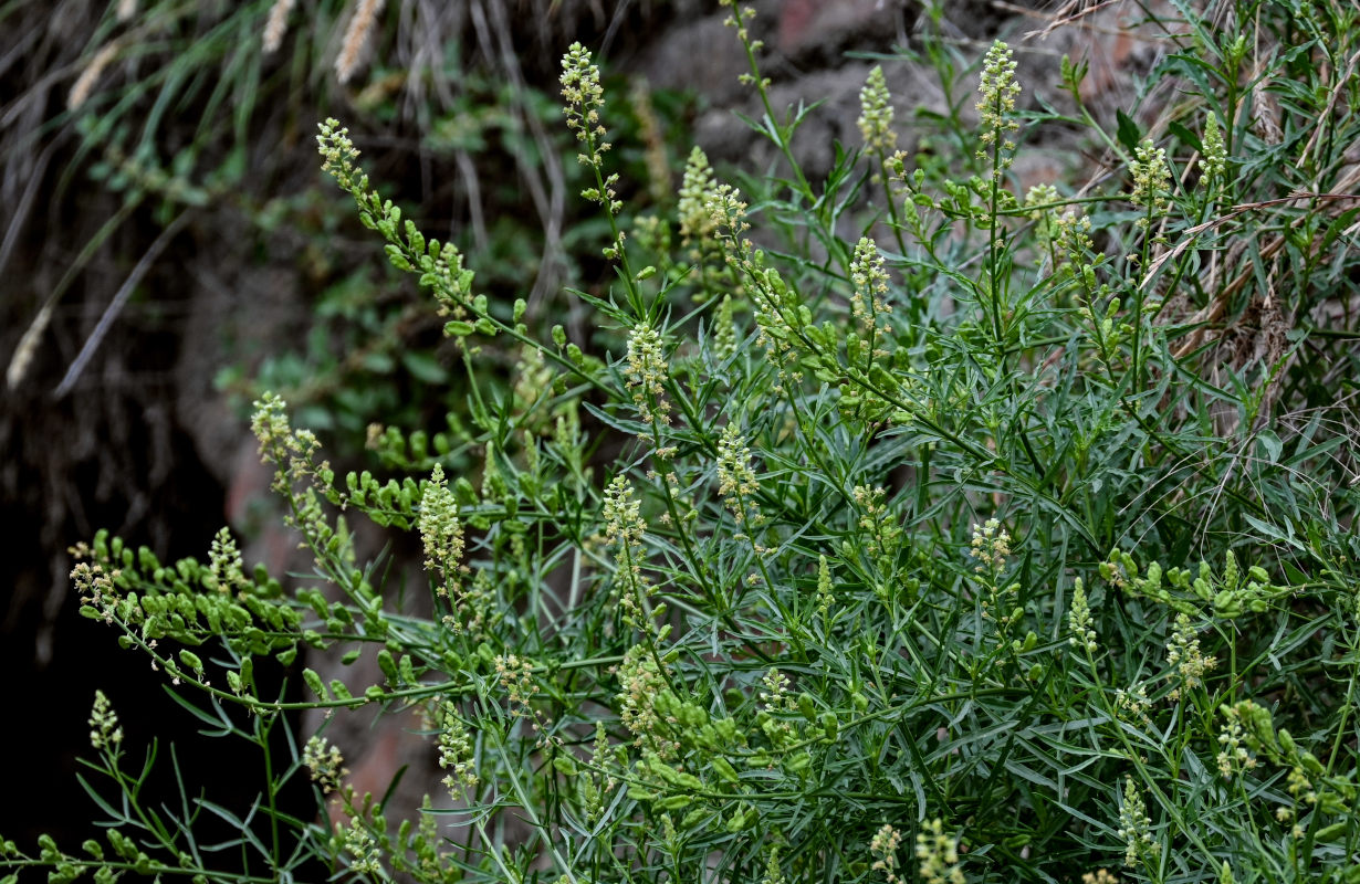 Image of Reseda lutea specimen.