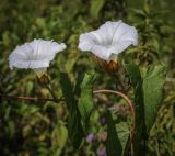 Calystegia sepium. Цветки и листья. Пермский край, Кунгурский р-н, окр. с. Плехановское, окр. оз. Осиновое, залежь. 13.08.2023.