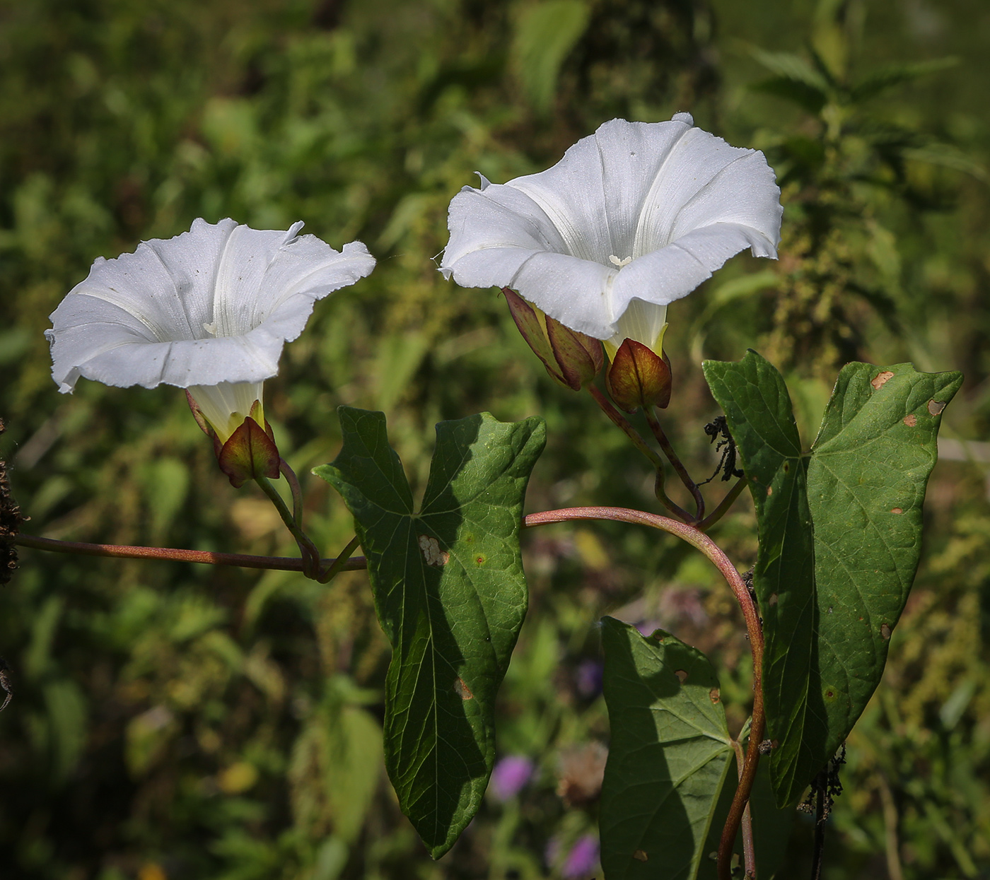 Image of Calystegia sepium specimen.