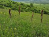 Echium russicum