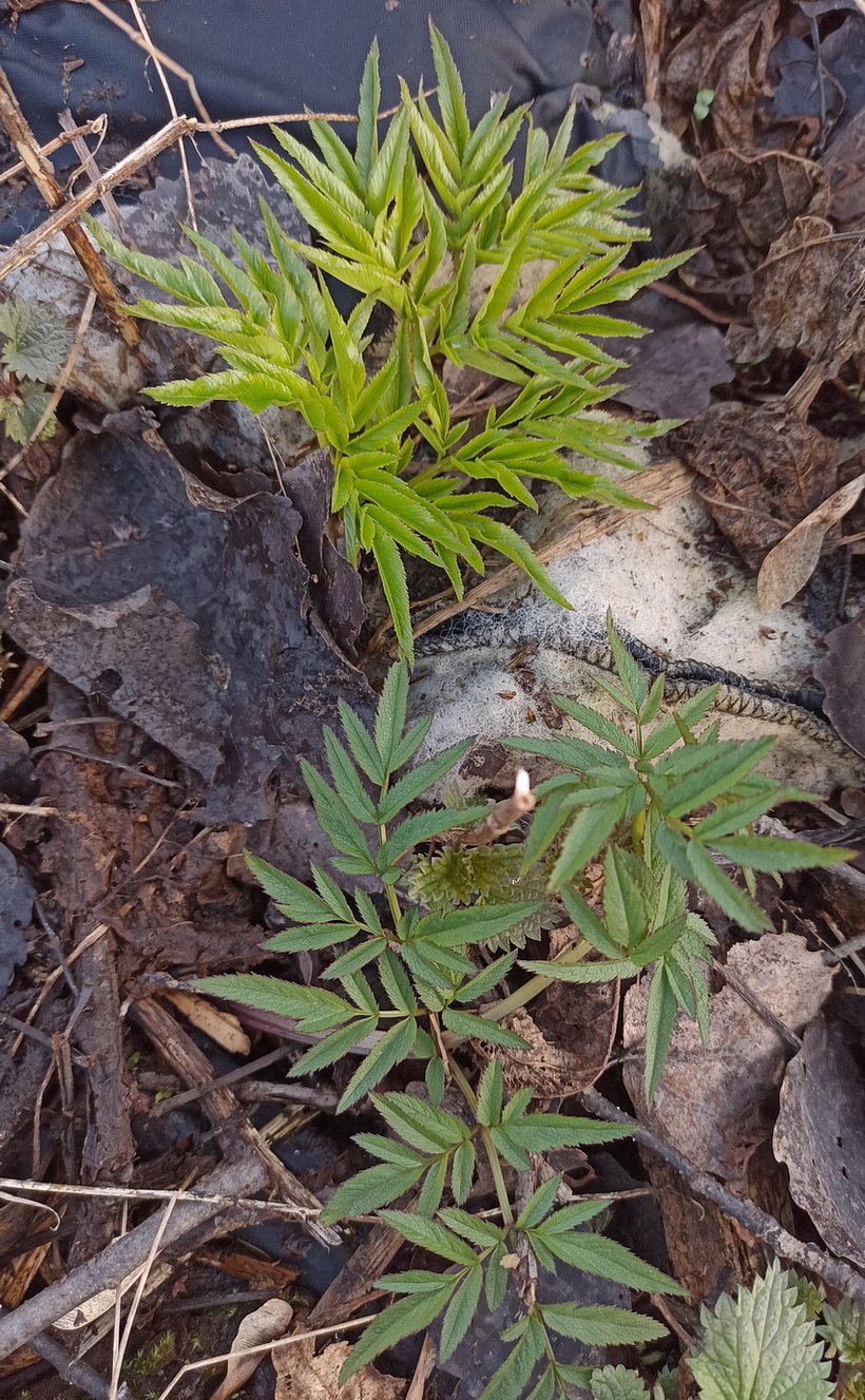 Изображение особи Angelica sylvestris.