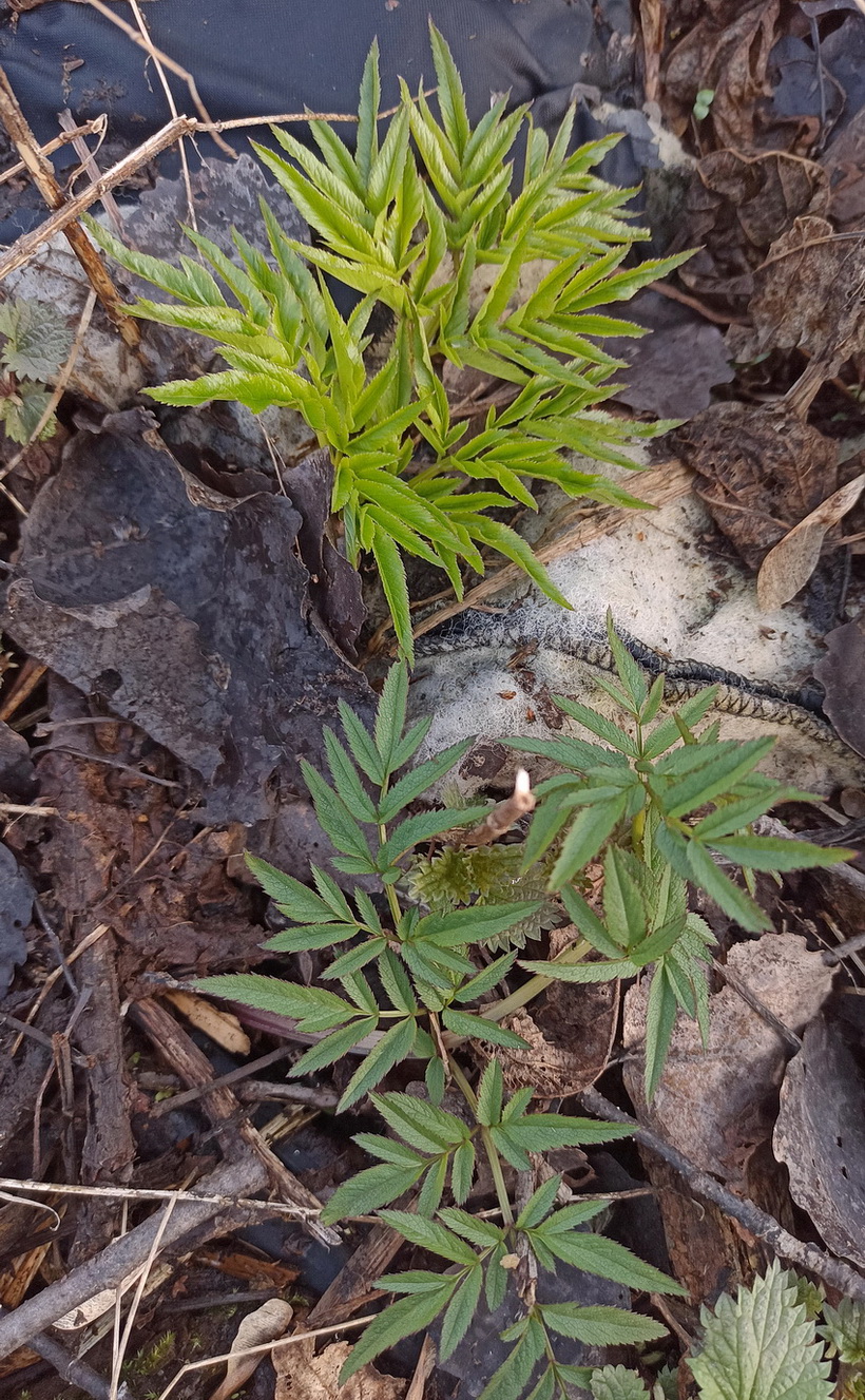 Image of Cicuta virosa specimen.