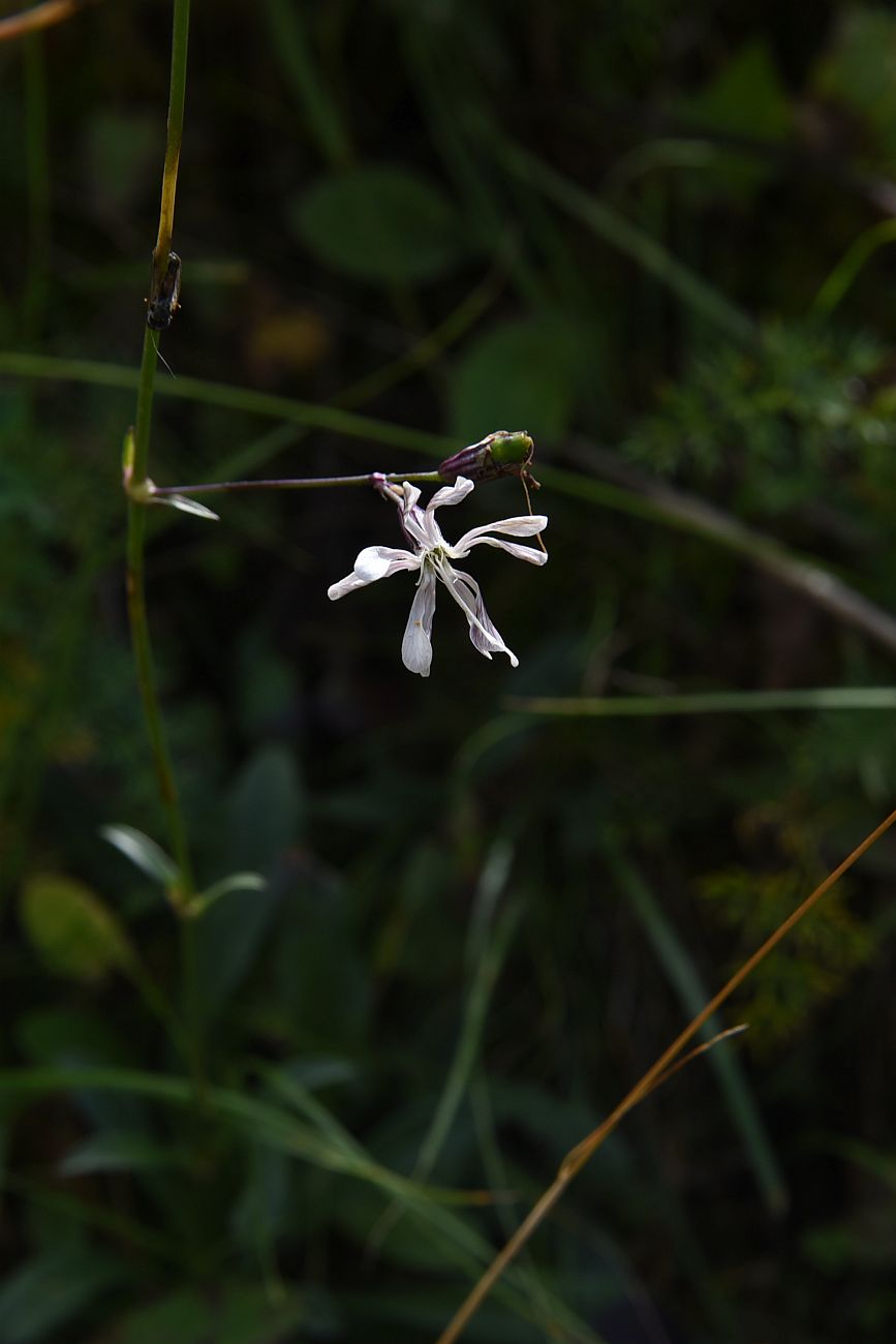 Изображение особи род Silene.