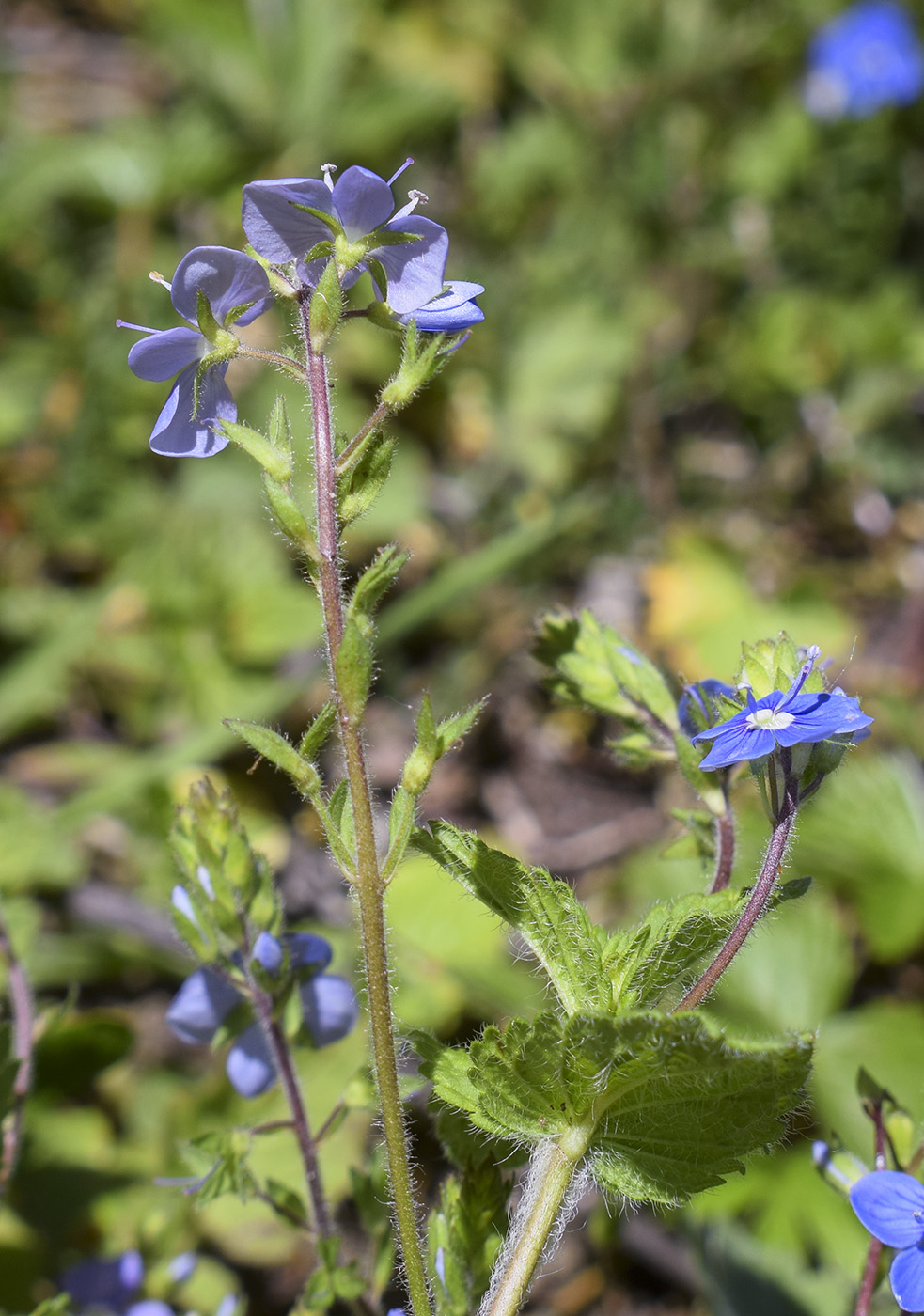 Image of Veronica chamaedrys specimen.