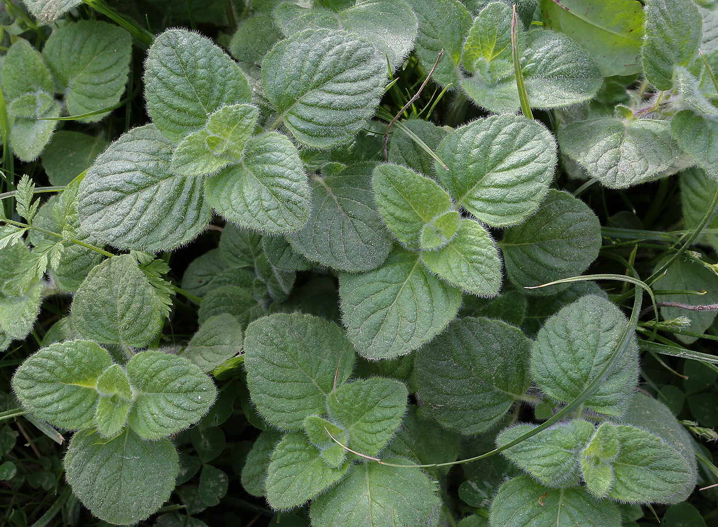 Image of Mentha aquatica specimen.
