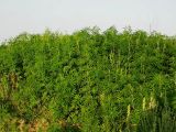 Cannabis sativa. Заросли цветущих растений возле заброшенной фермы. Приморье, пос. Новокачалинск, 28 июля 2004 г.