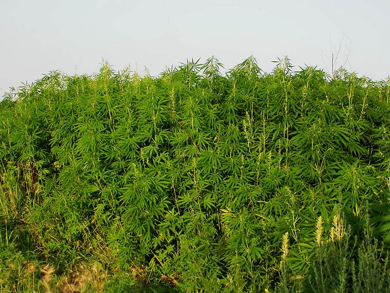 Image of Cannabis sativa specimen.