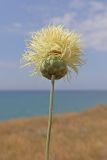 Rhaponticoides taliewii