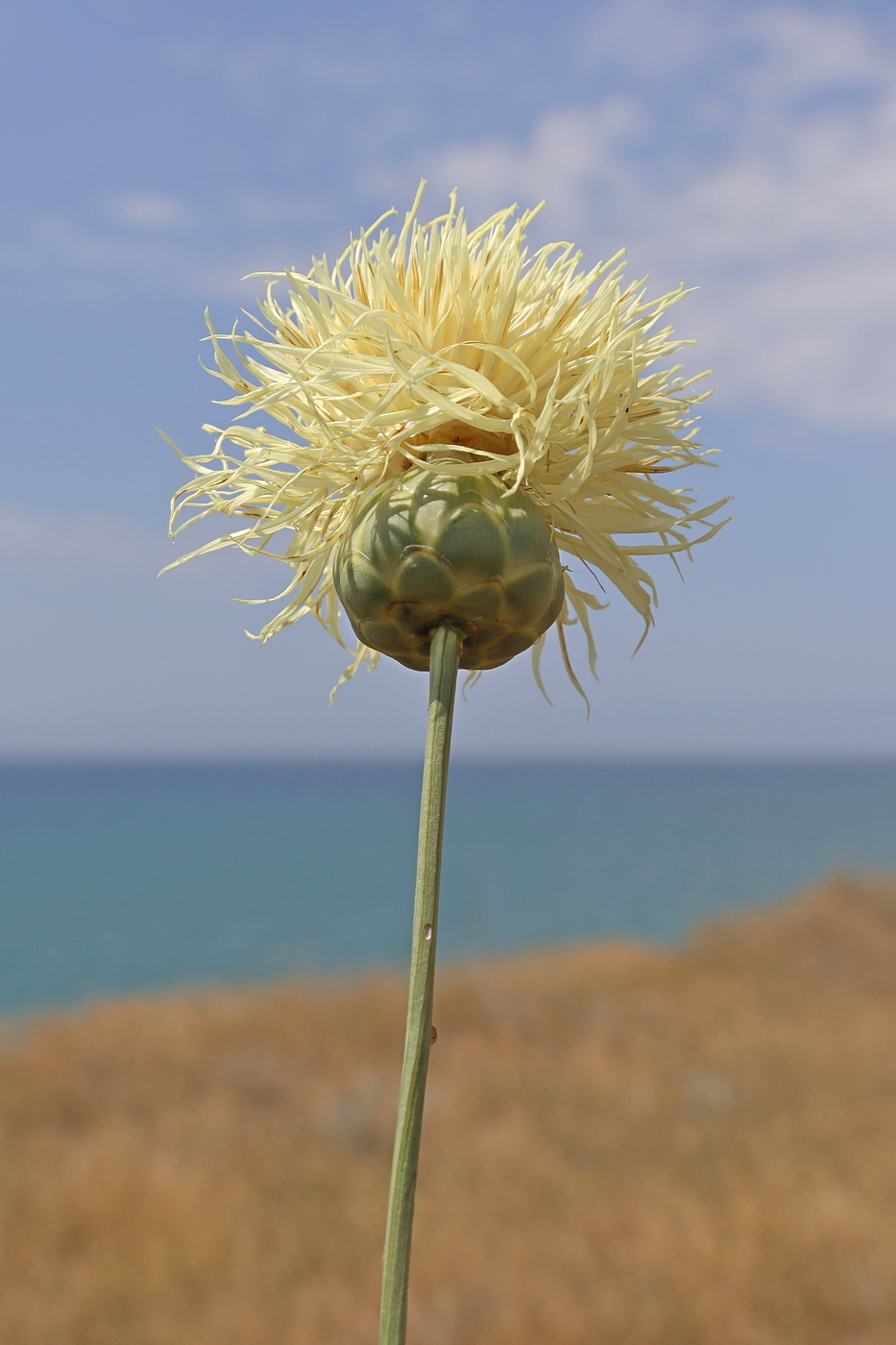 Изображение особи Rhaponticoides taliewii.