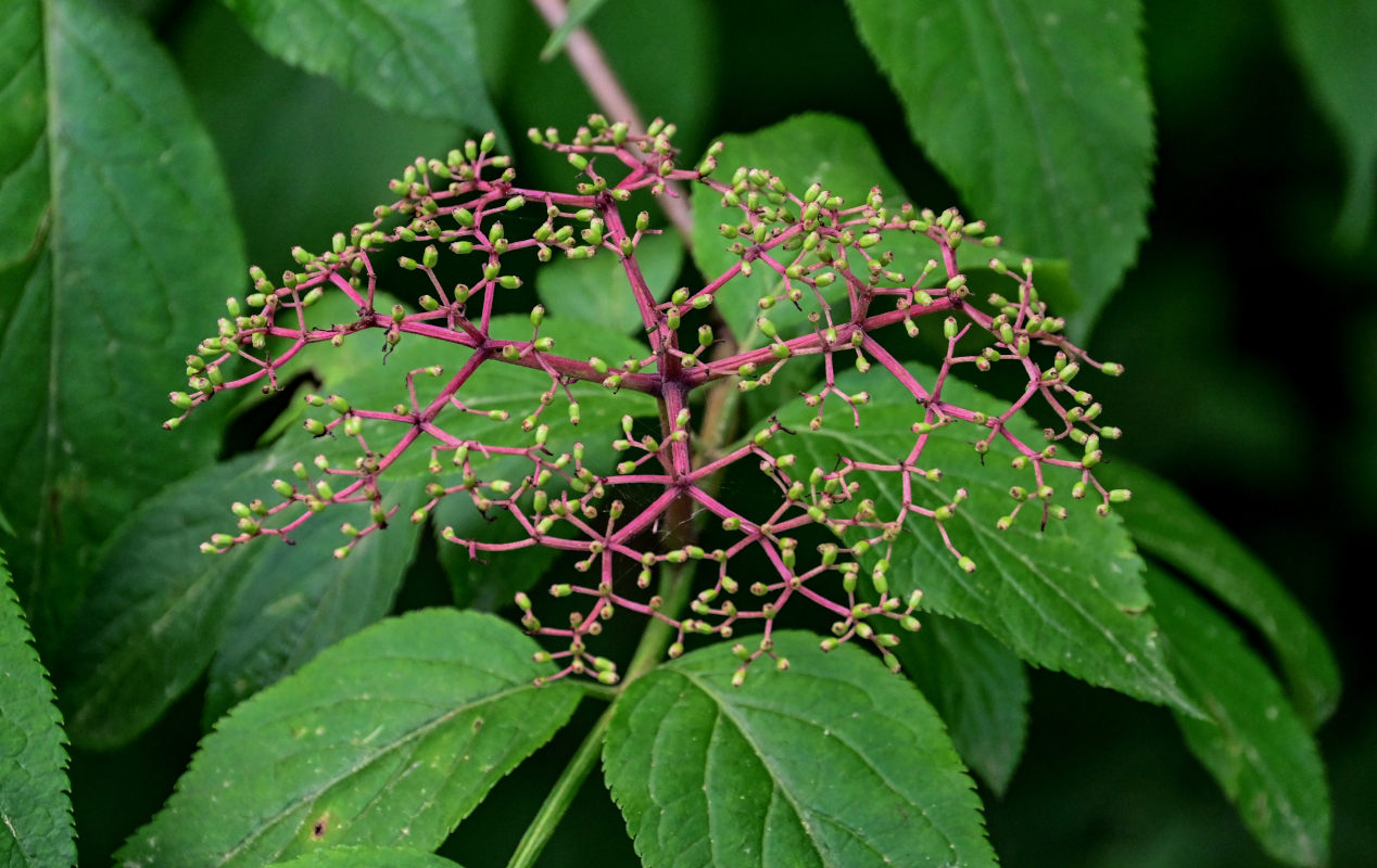 Изображение особи Sambucus nigra.