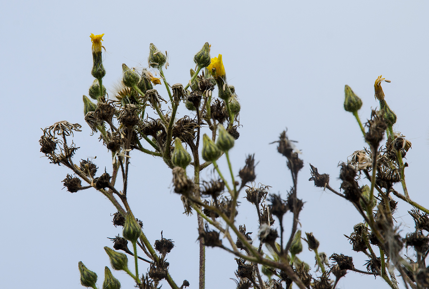 Image of Sonchus palustris specimen.