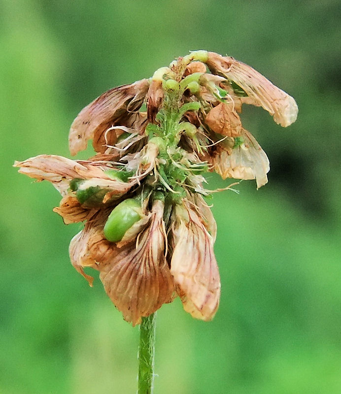 Image of Trifolium campestre specimen.