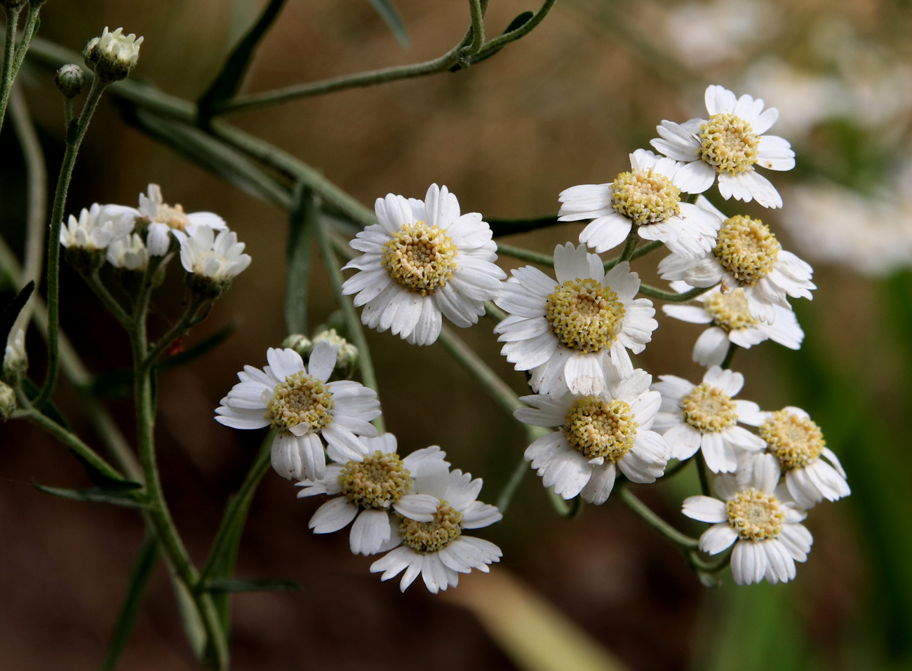 Image of Achillea ptarmica specimen.