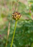 Trollius riederianus