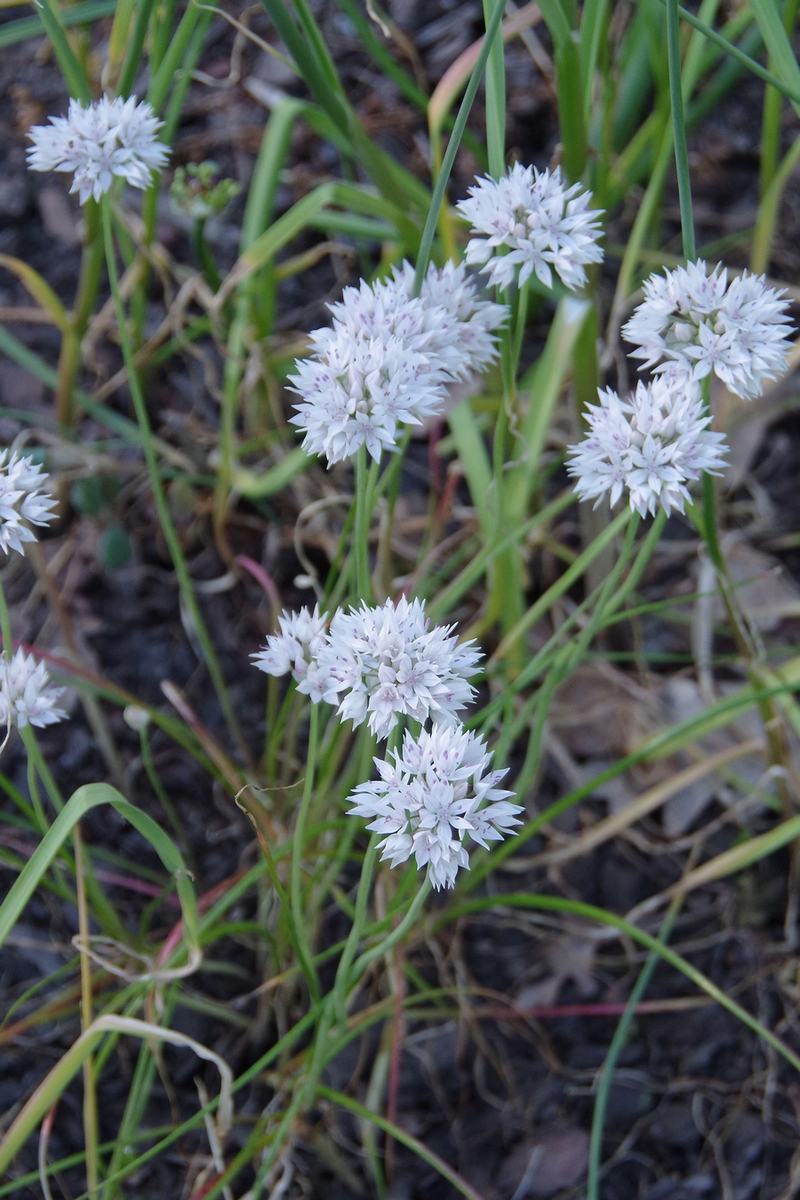 Image of Allium amplectens specimen.
