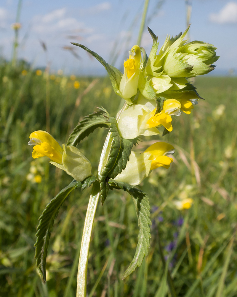 Image of Rhinanthus vernalis specimen.
