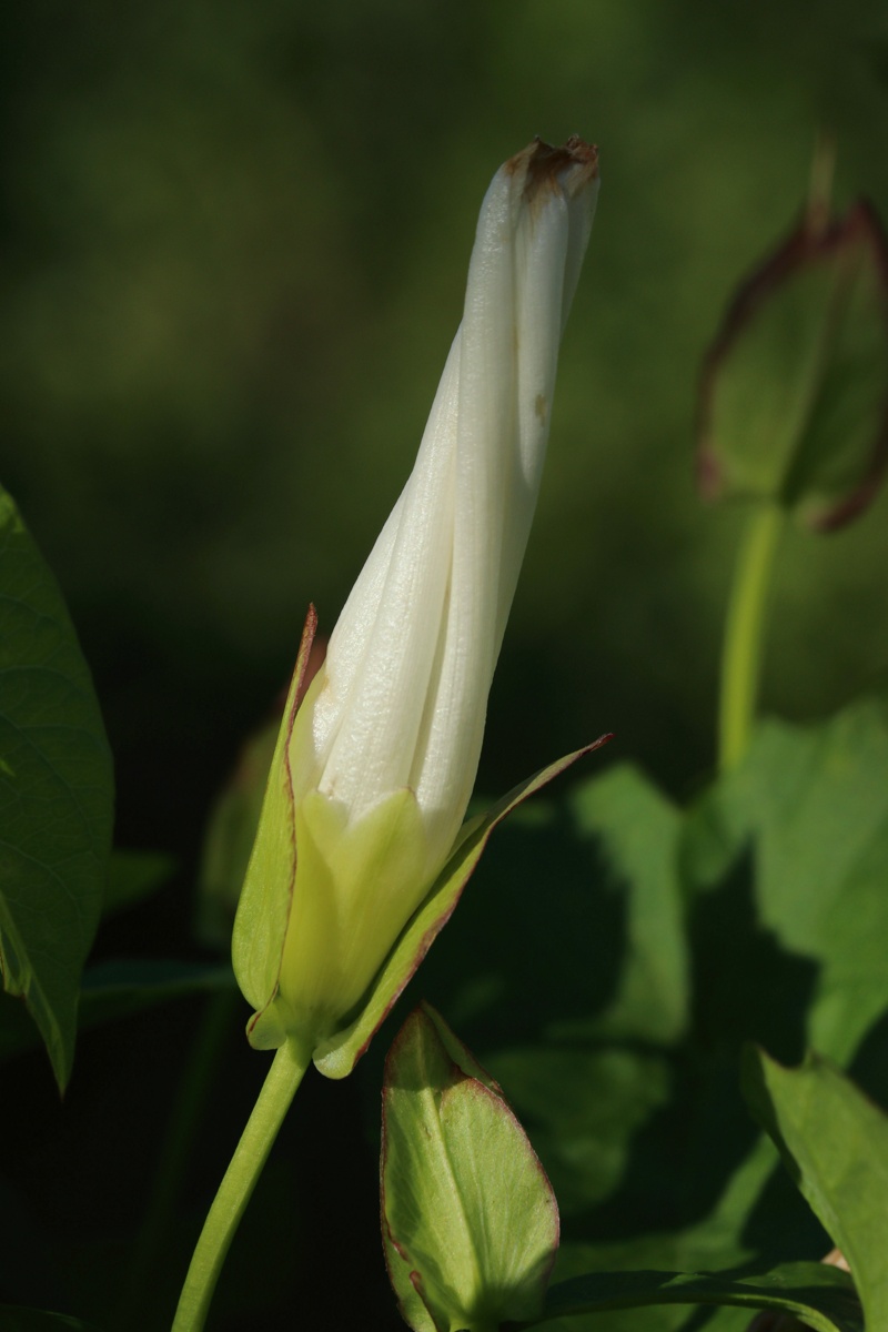 Изображение особи Calystegia sepium.