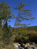 Larix olgensis. Взрослое дерево. Южное Приморье, Сихотэ-Алинь, р. Милоградовка. 03.10.2009.