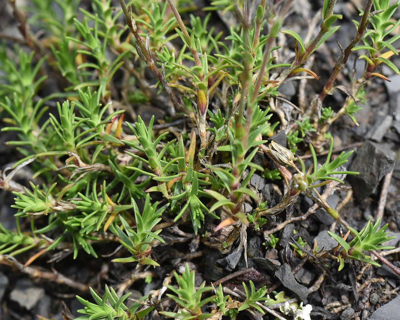 Image of familia Caryophyllaceae specimen.
