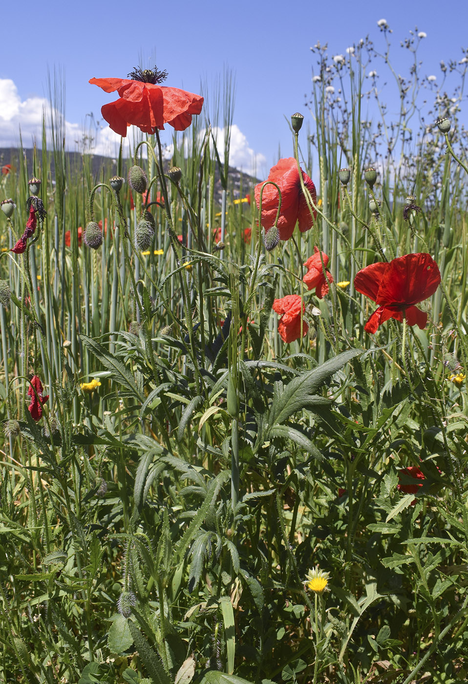 Image of Papaver rhoeas specimen.