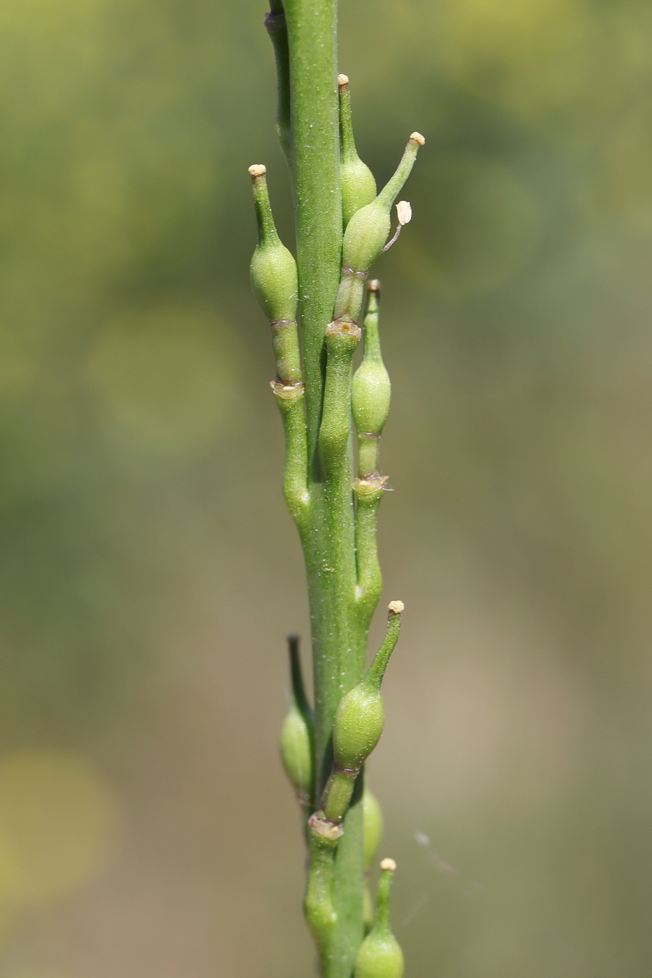 Изображение особи Rapistrum rugosum.