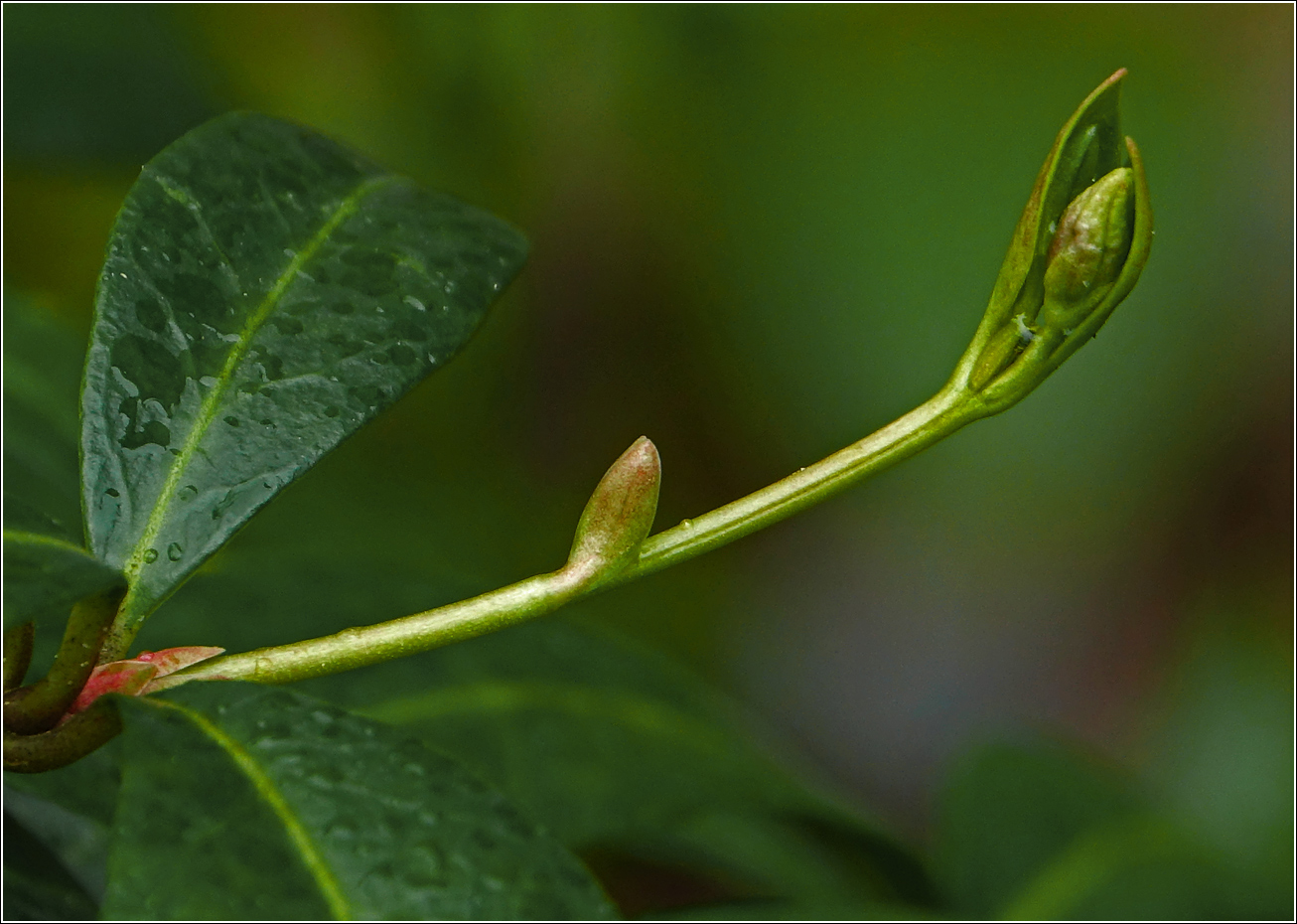 Image of Vinca minor specimen.
