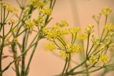 Ferula caspica. Часть соцветия. Астраханская обл., Наримановский р-н, окр. с. Николаевка, бархан Большой Брат, граница подвижных песков. 16.05.2025.
