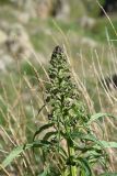Scrophularia orientalis. Верхушка растения с развивающимся соцветием. Турция, ил Ардахан, левый борт долины р. Рабат, подножие крепости Шайтан Калеси, выс. 1980 м н.у.м., луг. 18 мая 2025 г.