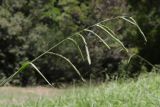 Paspalum dilatatum