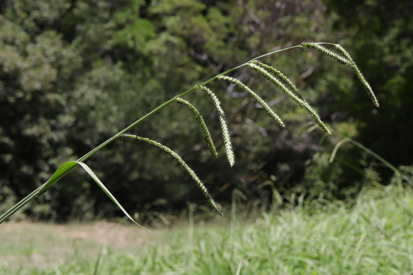 Image of Paspalum dilatatum specimen.