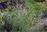 genus Festuca. Соцветия. Московская обл., Раменский р-н, окр. дер. Хрипань, садовый участок. 11.06.2025.