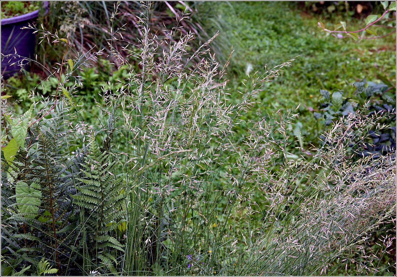 Image of genus Festuca specimen.