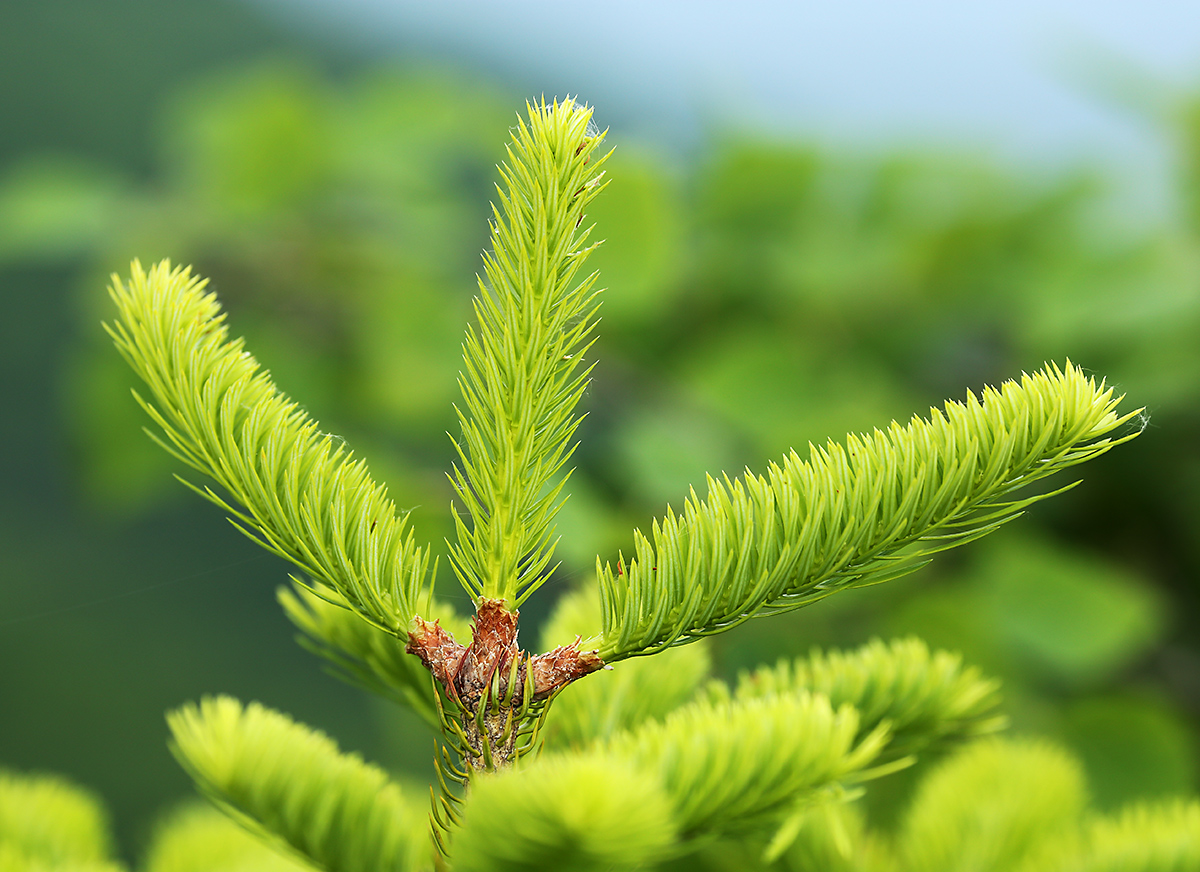 Image of Abies holophylla specimen.