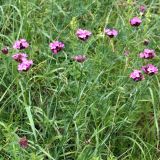 Dianthus capitatus