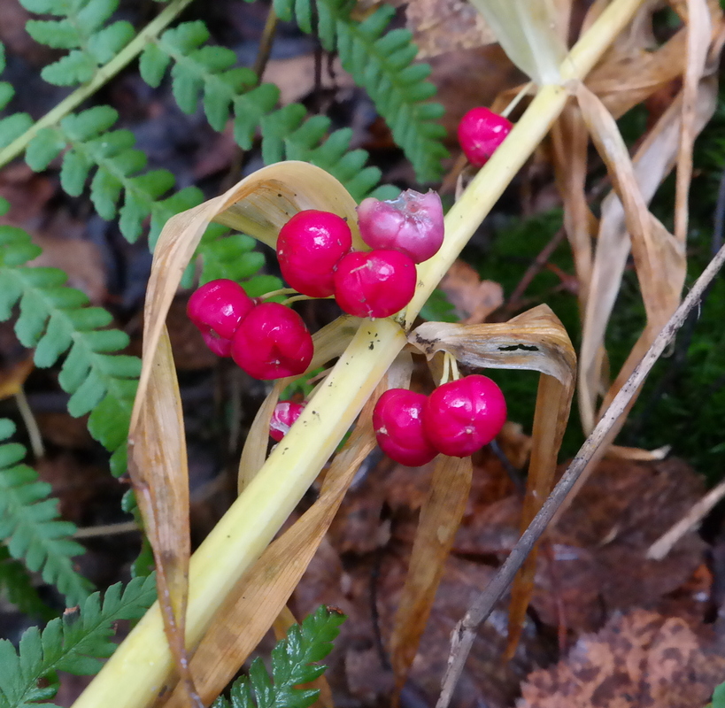 Image of Polygonatum verticillatum specimen.