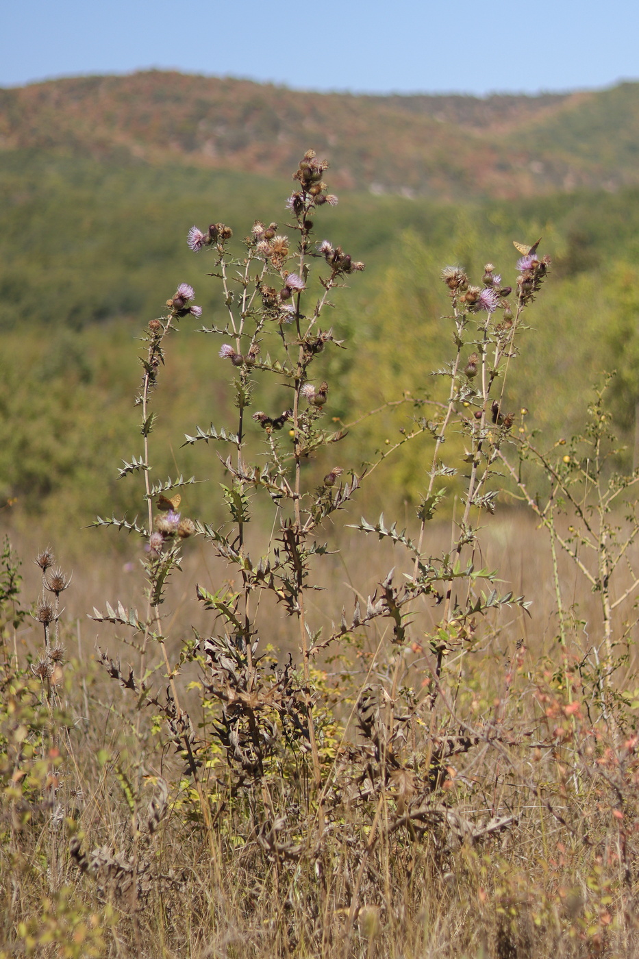 Image of Cirsium laniflorum specimen.