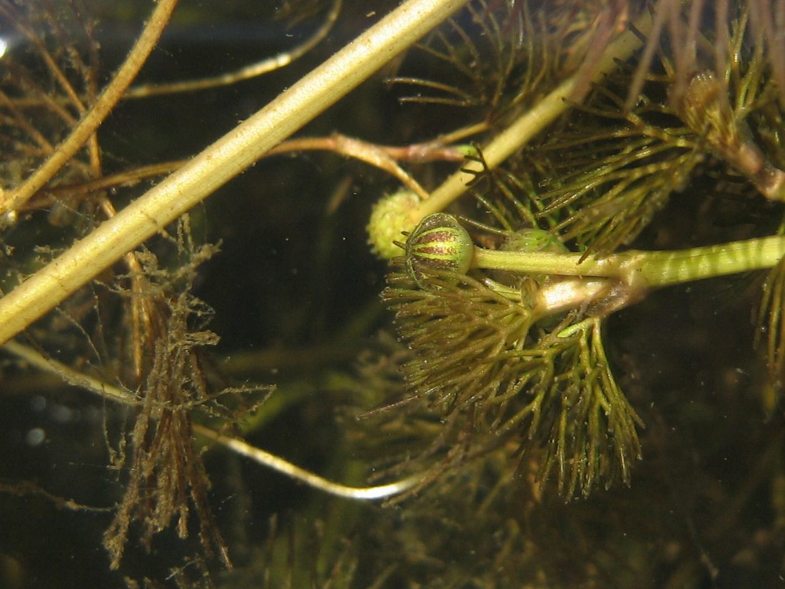 Image of Ranunculus circinatus specimen.