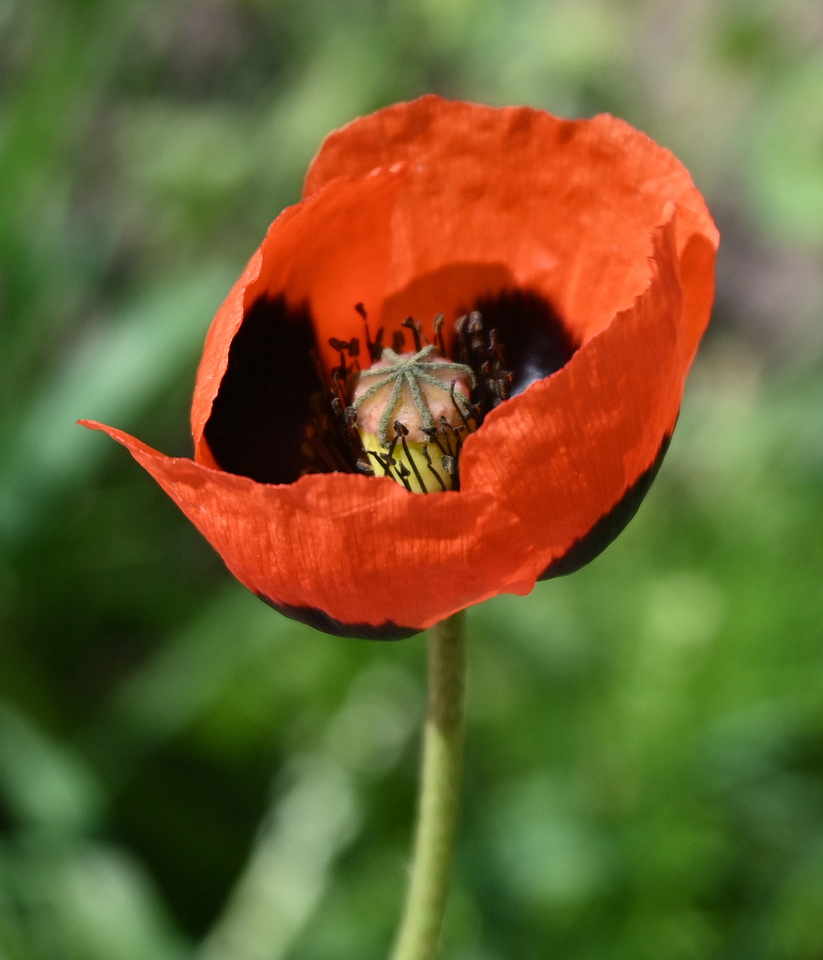 Image of genus Papaver specimen.